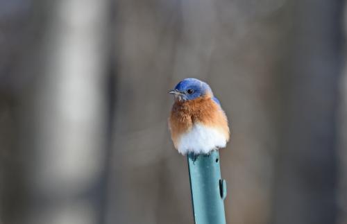 Eastern Bluebird