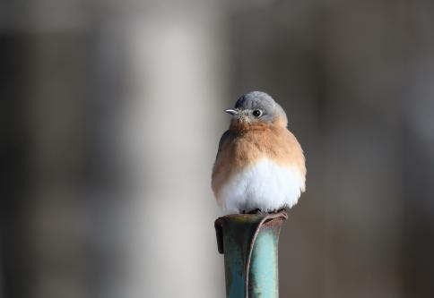 Eastern Bluebird