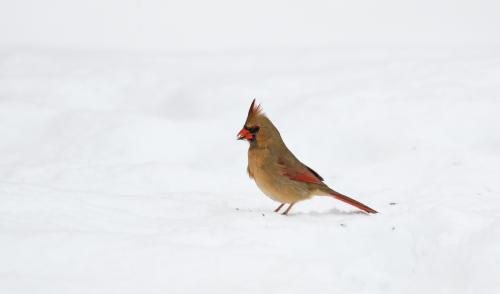 Female Cardinal