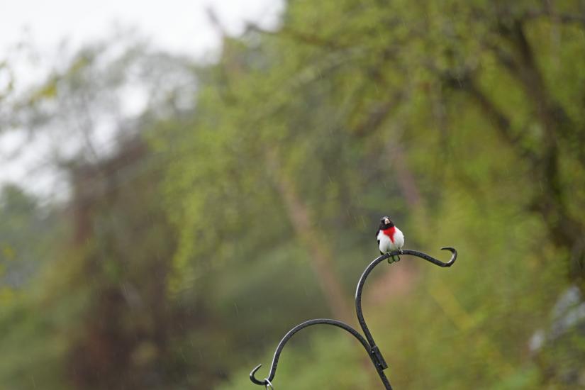rose-breasted grosbeak