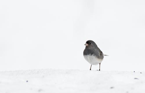 Dark-eyed Junco Slate