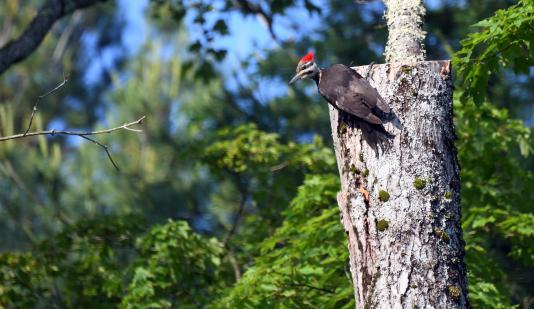 pileated