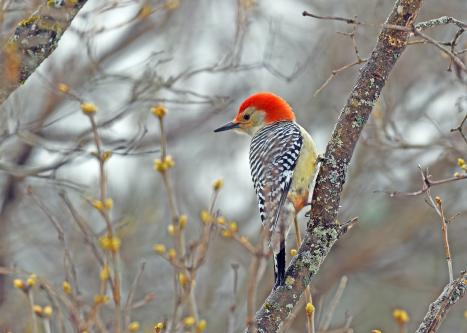 Red-bellied Woodpecker