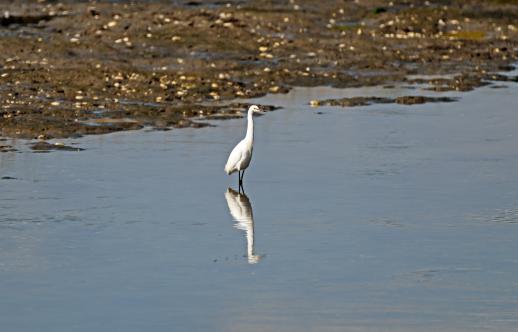 Snowy Egret