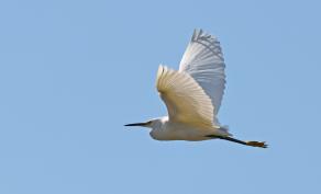 Snowy Egret